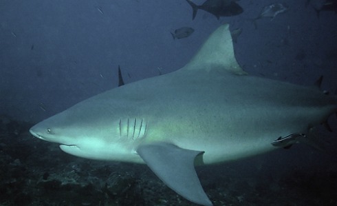 Stay at a Fiji dive resort at Beqa Island to see one of these massive sharks