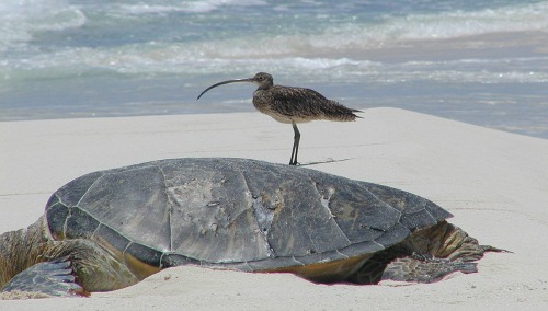 Fiji bird