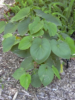 Fiji kava plant