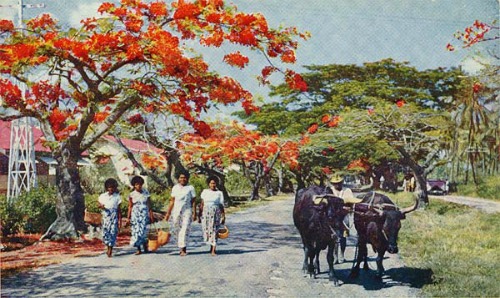 postcard of Lautoka Fiji, believed to be in 1956