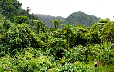 hiking on Taveuni on a Fiji holiday