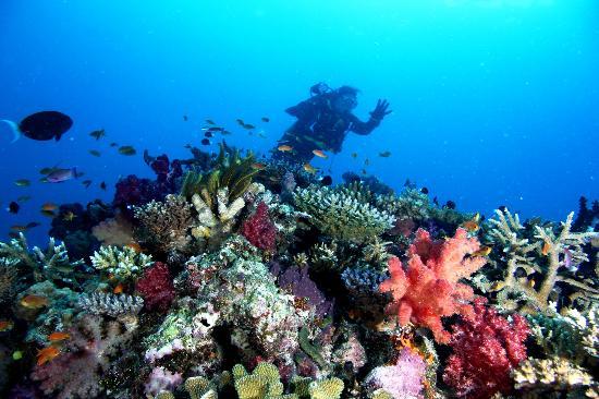 Top Fiji Dive Resorts - Explore the premiere dive resorts