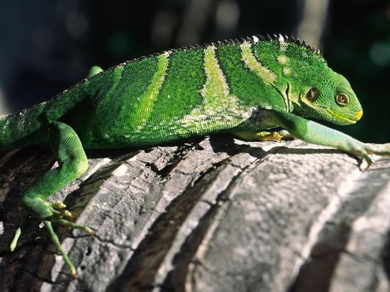 Crested Iguana on Turtle Island Fiji Islands