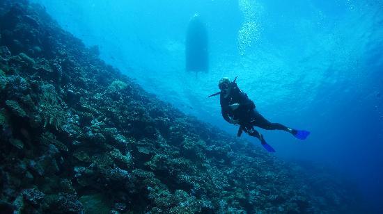 Vatulele diving