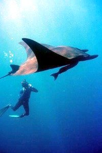 You can view manta rays whilst diving in Fiji 