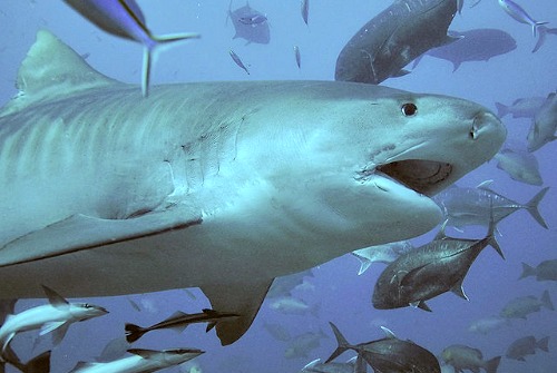 tiger shark at beqa lagoon, one of many marine animals in Fiji