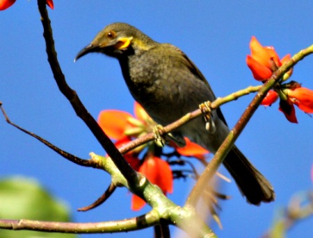 Birdwatching is a treat on your Fiji vacation on the outer islands.